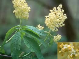 Image result for Secamone racemosa