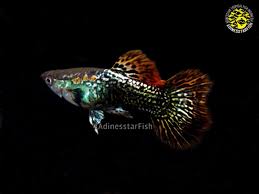 Red Dragon Guppies Guppy Fish Pet Fish Fresh Water Fish Tank
