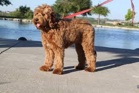 Raising authentic australian labradoodles est. Central Coast Labradoodles Multi Generation Australian Labradoodles