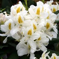 Rhododendron Madame Masson 7 5l