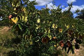 Image result for Combretum mkuzense
