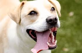 Maybe you would like to learn more about one of these? Minnesota Veterinary Hospital Serving Minnesota