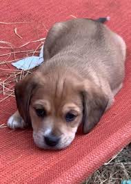 Petfinder is down at the moment. Pin On Pets