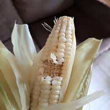 Caranya adalah dengan merebus tepung jagung dengan sedikit air. Pertama Kali Coba Jajanan Khas Bali Jagung Ketan Rebus Yang Pulen Dan Kenyal Kumparan Com