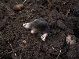 Image result for Mole