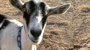 Upper Respiratory Problems In Goats Jaguza Farm Support