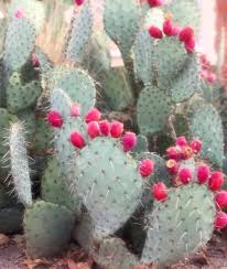 The nopal cactus is known to have do not use if you are pregnant, may become pregnant, or are breastfeeding. Prickly Pear Bloom Did You True Nopal Cactus Water Facebook