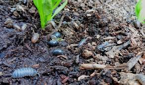 Drink your beer, but don't drink it all. How To Keep Slater Numbers Under Control The Seed Collection