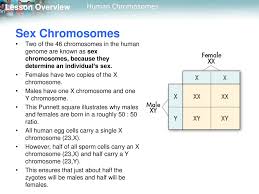 How can pedigrees be used. 14 1 Human Chromosomes Ppt Download