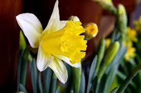 My Sweet Girl S Birth Flower Daffodils Daffodil Flower Flowers