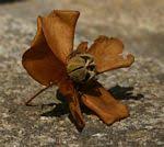 Image result for Melhania forbesii