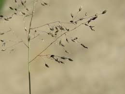 Image result for Sporobolus stapfianus