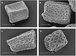 Image result for Exochaenium pumilum