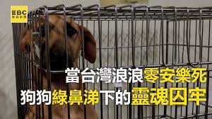 當台灣浪浪零安樂死 12夜過後狗狗綠鼻涕下的靈魂囚牢 某p編 當超凶流浪狗一看到牽繩 那段藏洋蔥社群新聞朱姵慈採訪報導相信動物 社團法人台灣懷生相信動物協會 流浪狗