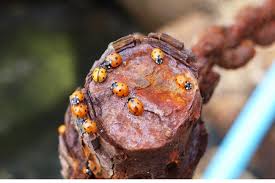 There's a lot of ambiguity around using these predatory bugs as pest control. How To Attract Ladybugs To Your Garden Gardener S Friends