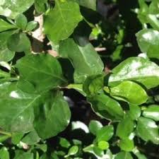 Image result for Coddia rudis