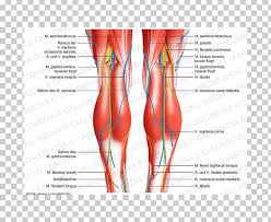 Extensor tendon diagram rowers without lbp healthy have distinct kinematics neutral or anterior. Knee Tendon Human Body Anatomy Ligament Png Clipart Abdomen Anatomi Anatomy Blood Vessel Bone Free Png