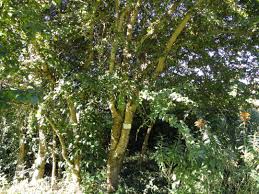 Image result for Dovyalis macrocalyx