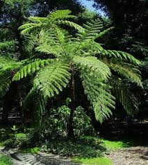 Image result for Cyathea mildbraedii
