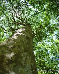 Image result for Plinia