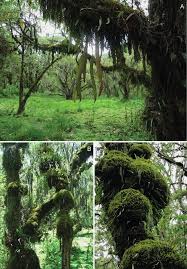 Image result for Loudetia kagerensis