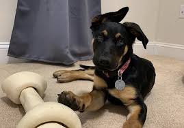 This allows them to train the pup and to grow accustomed to their family as well. 31 Gorgeous German Shepherd Mixes Find A Gsd Mix