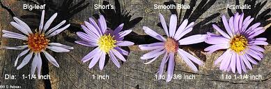 Image result for Aster chimanimaniensis