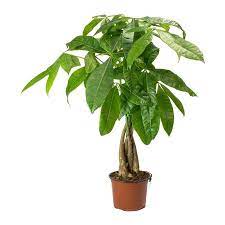Pachira Aquatica Money Tree Plants Fast Growing Plants Tree Care