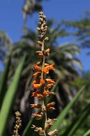 Image result for Diclis reptans