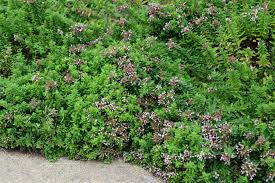 Image result for Origanum