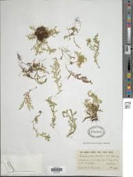 Image result for Selaginella goudotiana