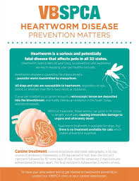 Each heartworm is 12 inches long. Heartworm Disease Prevention Matters Virginia Beach Spca