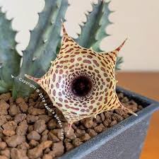Image result for Huernia leachii