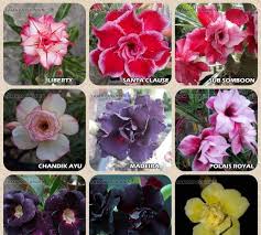 Gambar Gambar Bunga Kamboja Bibit Bunga Kamboja Jepang Adenium 10 Jenis Bunga Kamboja Bali Cara Menanam Bunga Kamboja Di Ru Di 2020 Taman Bunga Bunga Menanam Bunga