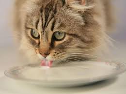 Hunde und katzen, katze, katzen clipart png. Sussigkeiten Und Fastfood Sind Schlecht Fur Hund Und Katze