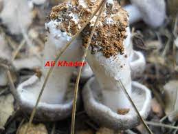 ونصائح للابتعاد عن خطر الإصابة به. Ø³Ù„ÙÙŠØª Ùˆ Ù†Ø§Ø³Ù‡Ø§ Ø§Ù„Ø­Ø°Ø± Ù…Ù† Ø§Ù„ÙØ·Ø± Ø§Ù„Ø§Ø³ÙˆØ¯ Ø§Ù„Ø³Ø§Ù… Facebook