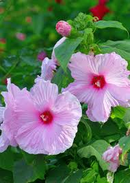 Image result for Hibiscus schinzii