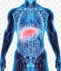 Check spelling or type a new query. Female Human Organ Tissue Model Human Hearts Anatomy Png Pngwing