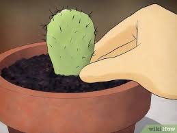 Here you may to know how to dig up prickly pear cactus. 3 Ways To Grow Prickly Pears Wikihow