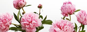Modesto exotic flowers detailed and newest information. 25 Off Proflowers Valentine S Day Coupons Coupon Codes August 2021