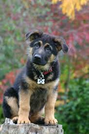 This happens when your puppy is teething. Breed Of The Month The German Shepherd