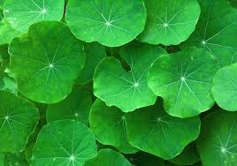 Zeleni Vrt - Gotu Kola ( lat.Centela asiatica ) Gotu kola - fontana mladosti  i čuvarica zdravog uma Koliko je moćna biljka gotu kola (lat. Centella  asiatica) govori i podatak da je