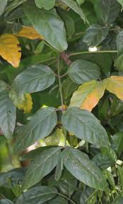 Image result for Dolichandrone alba