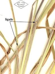 Image result for Andropogon