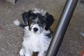 Are all with their new families. Oregon Bordoodles Border Collie Poodle Puppies In 2021 Poodle Puppy Puppies Bordoodle
