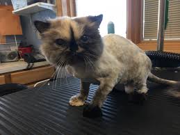 The birman is less common than the himalayan, so it may take you longer, and you may have to venture farther, to find a breeder. Grooming Services Mostly Cats Veterinary Clinic 815 885 2200