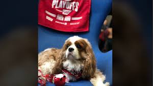 The san francisco spca is dedicated to saving, protecting, caring, and advocating for animals. San Francisco Spca Offering 49 Adoptions In Support Of Niners Kron4