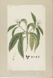 Image result for Morinda asteroscepa