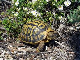 Hermanns Tortoise Wikipedia