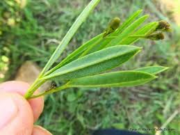 Image result for Argyrolobium fischeri